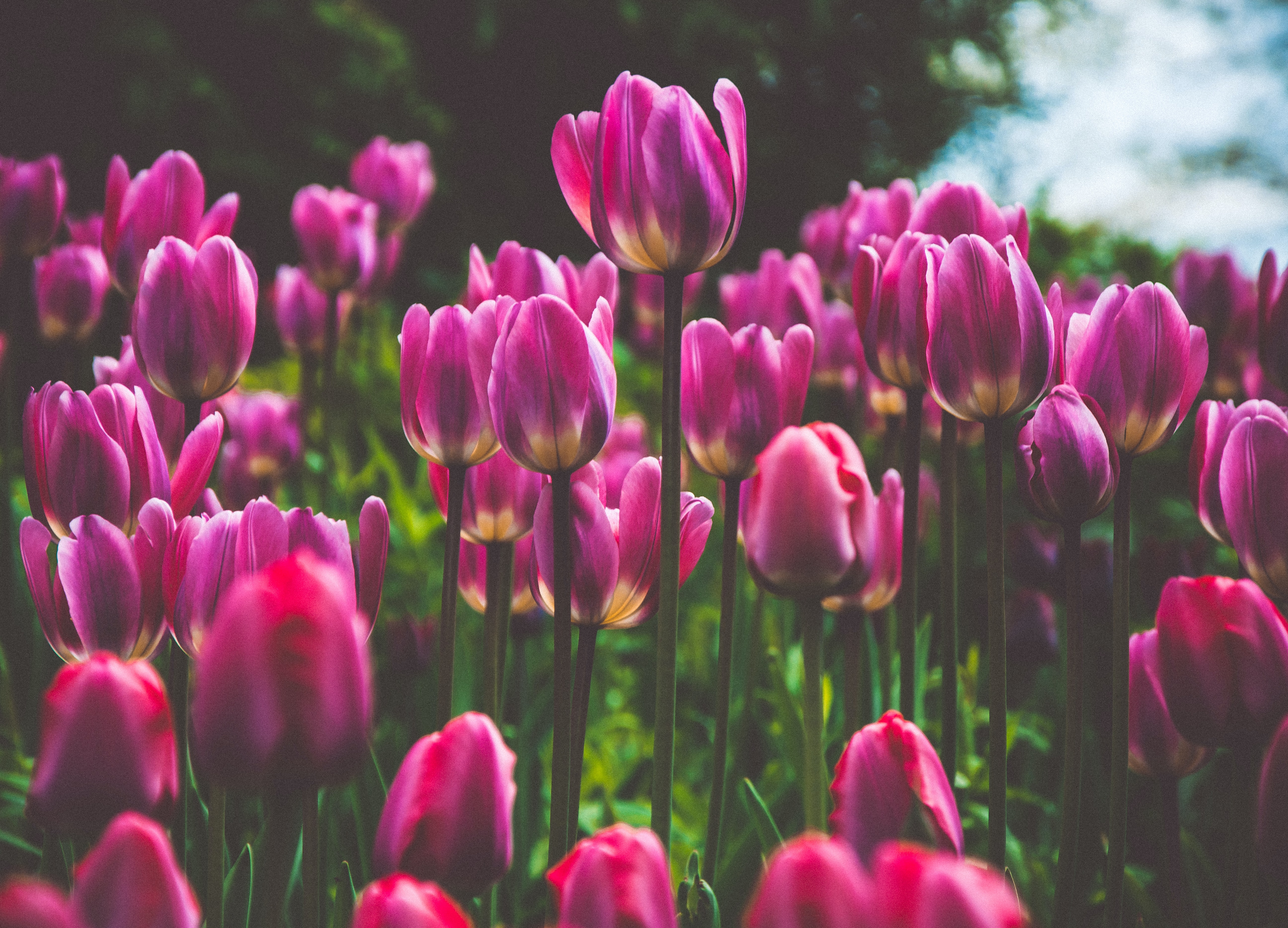 こどものための教育